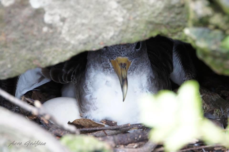 Lajes das Flores Sitio Da Assumadaヴィラ エクステリア 写真