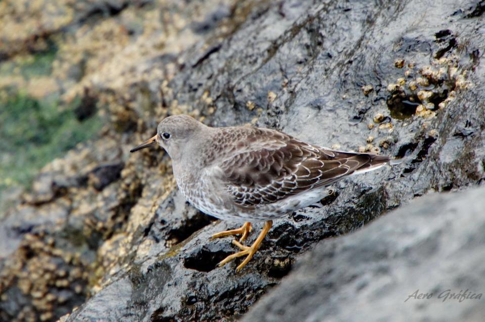 Lajes das Flores Sitio Da Assumadaヴィラ エクステリア 写真